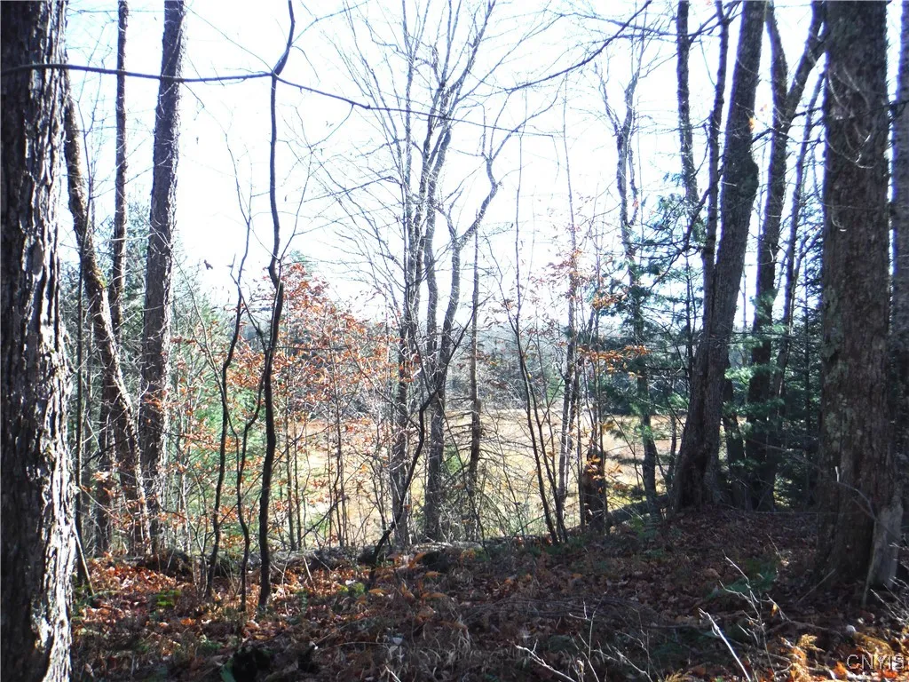 meadow thru the trees
