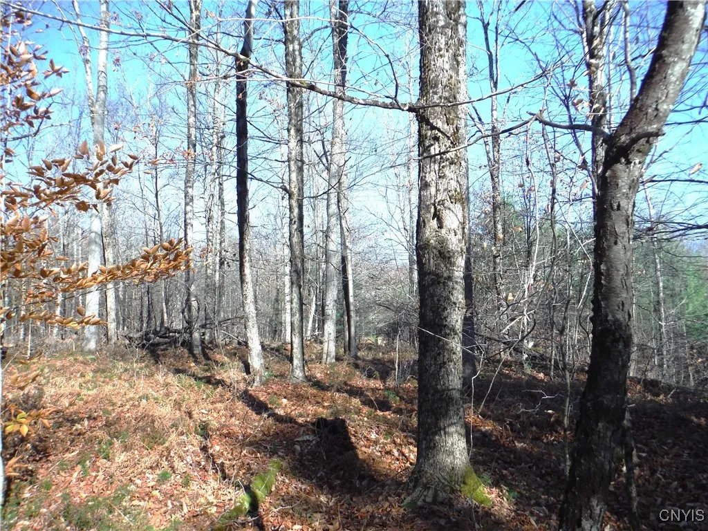 00x Buck Lake Road, Forestport, New York 13338, Forestport, New York 13338, 1 Bedroom Bedrooms, ,Land,For Sale,00x Buck Lake Road, Forestport, New York 13338,0,S1647600