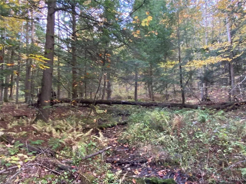 Lowland Seasonal Creek