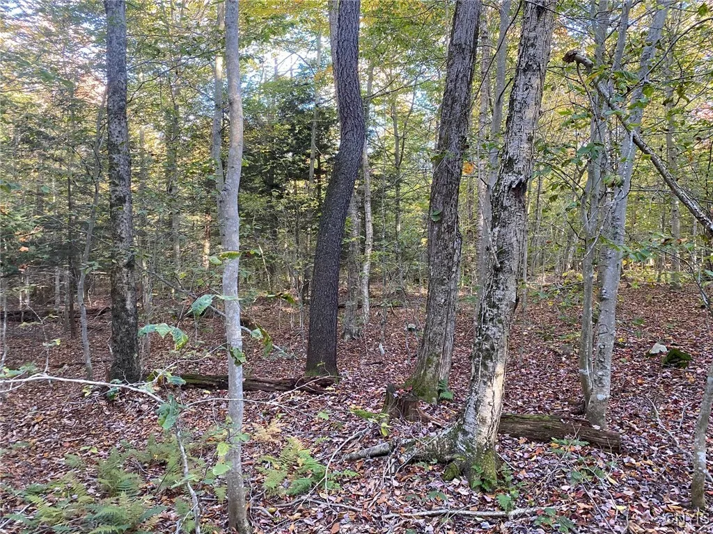 Cherry, Red Maple, Birch & Beech