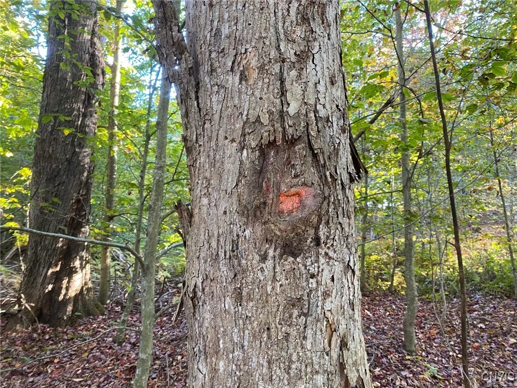 Blazed & Painted Boundary