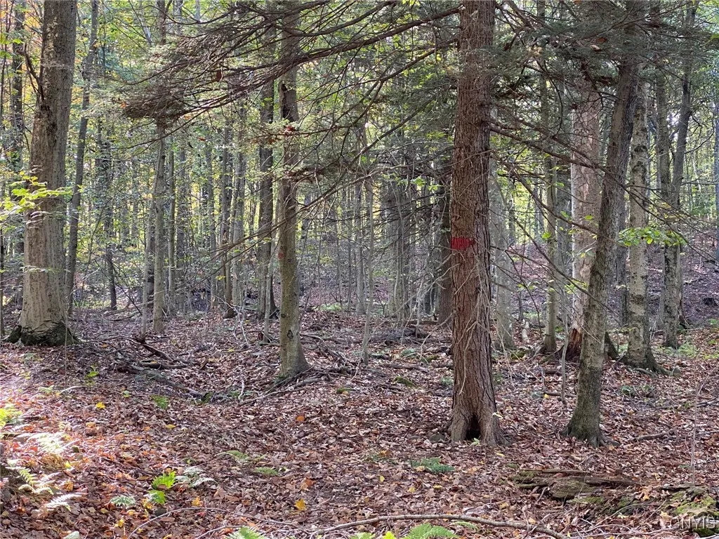 Hemlock Boundary Tree