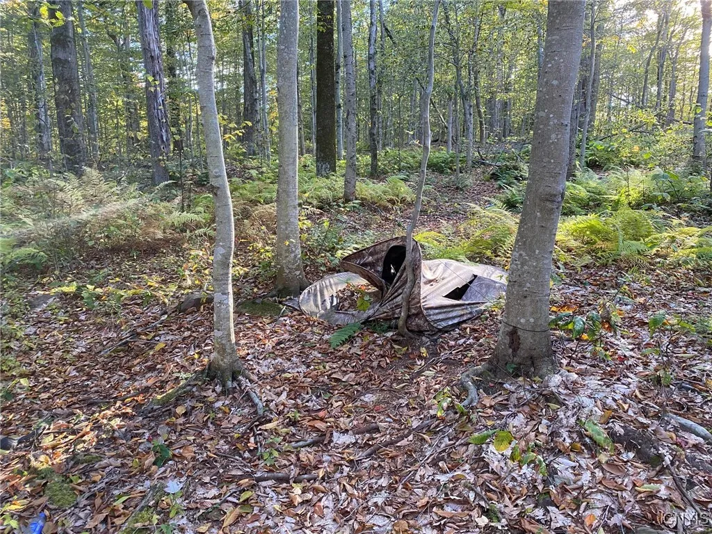 Hunting Blind