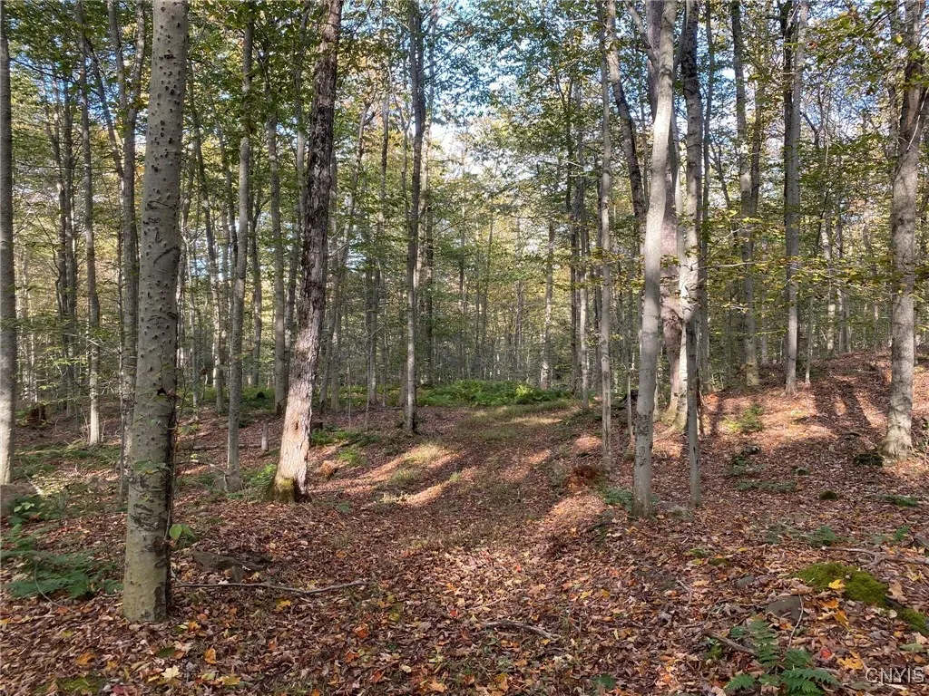 Woods Trail