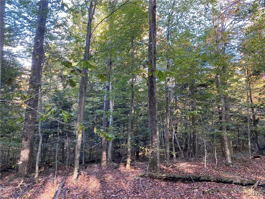 Northern Hardwood forest