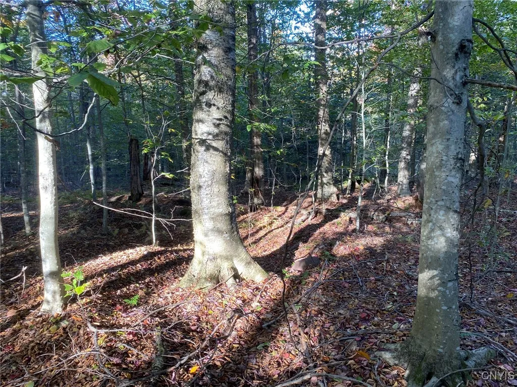 Large Sawtimber Yellow Birch