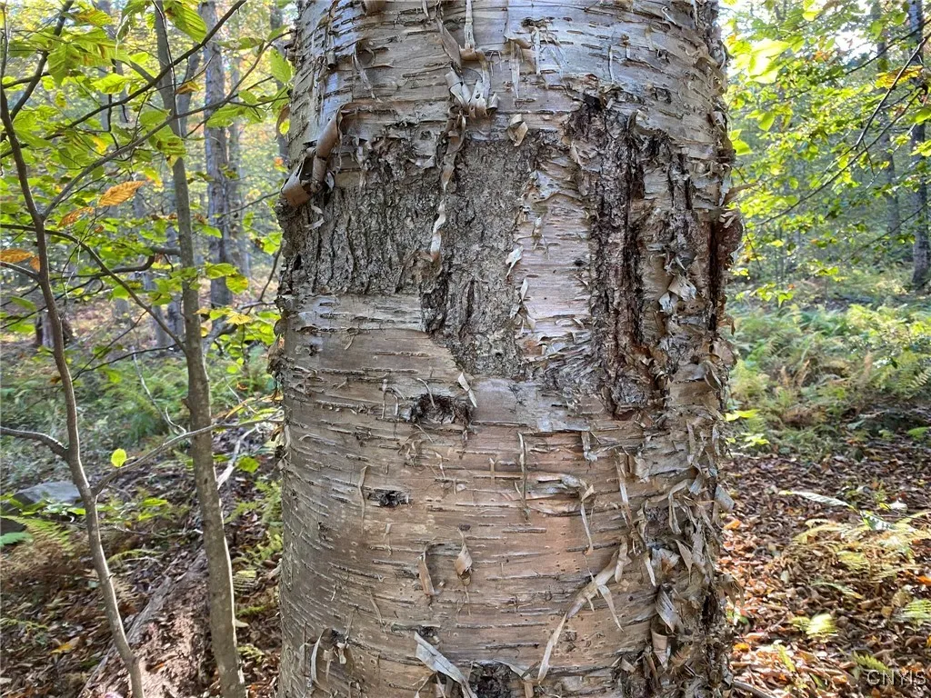 Old Blaze on Birch