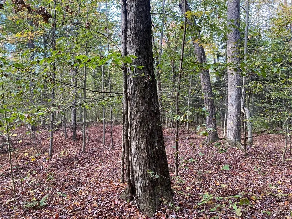 Large & Small Hardwoods