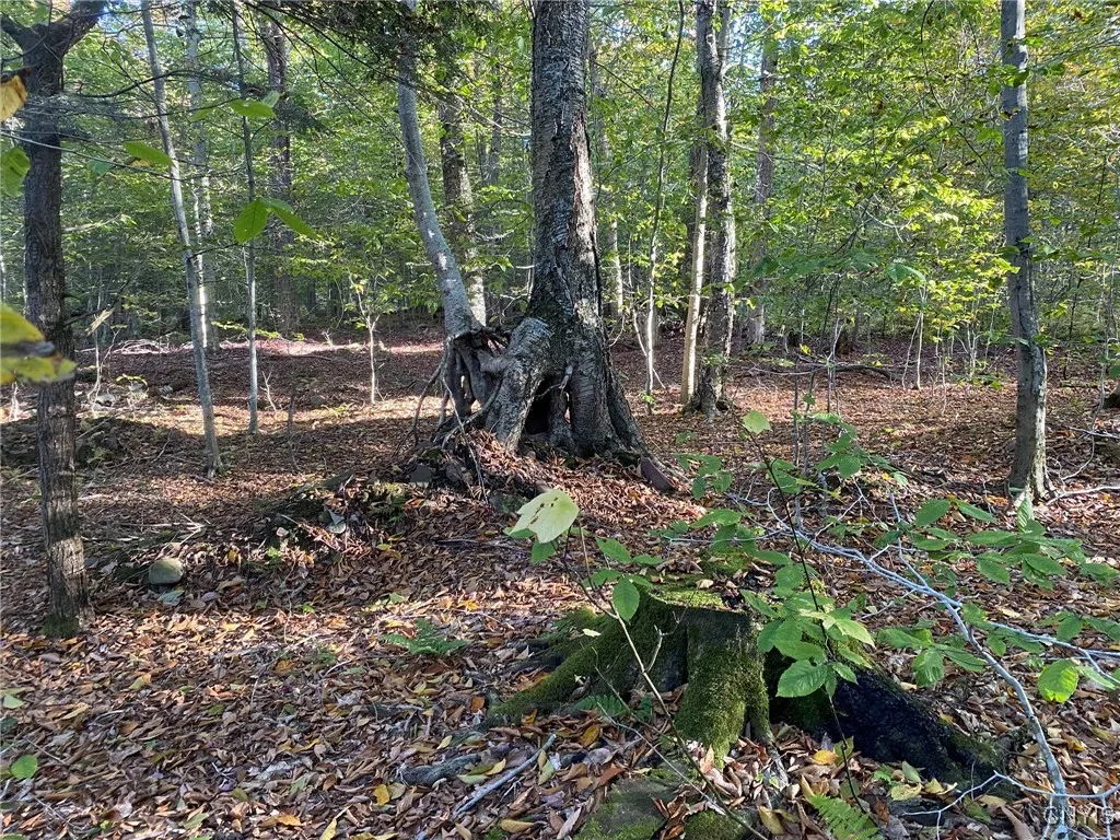 Harvested Tree Stump