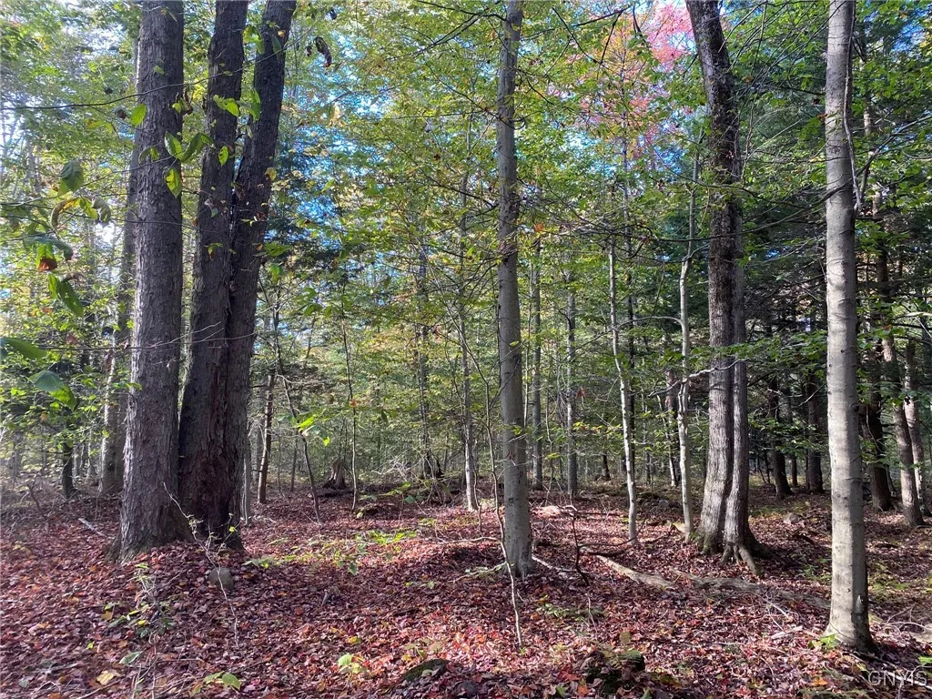 Sugar & Red Maple & Beech