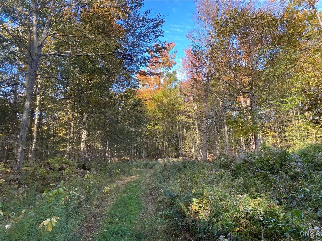 Woods Road & Opening