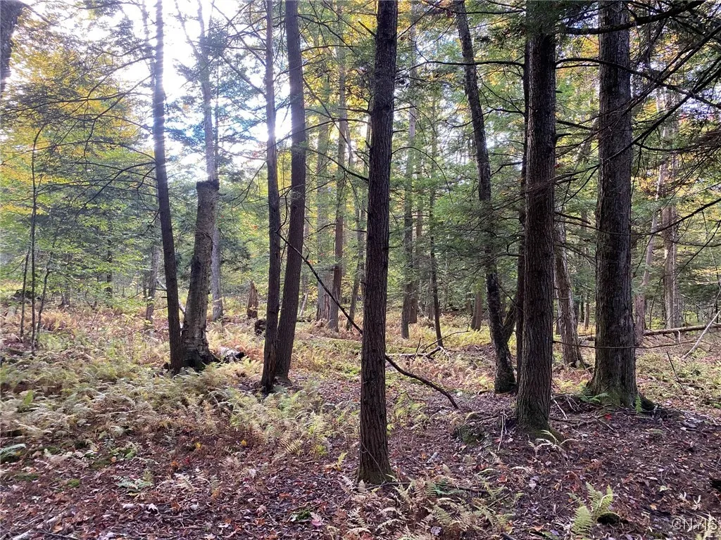 Lowland Hemlock, Birch & Maple