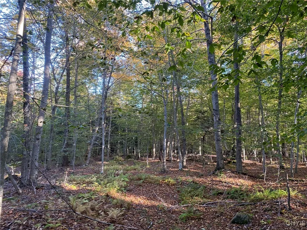 Young Hardwoods