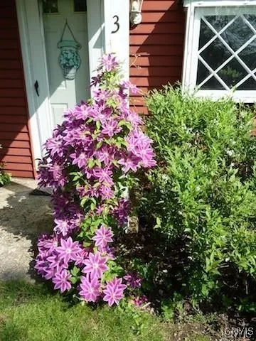 Original wavy glass diamond-panes