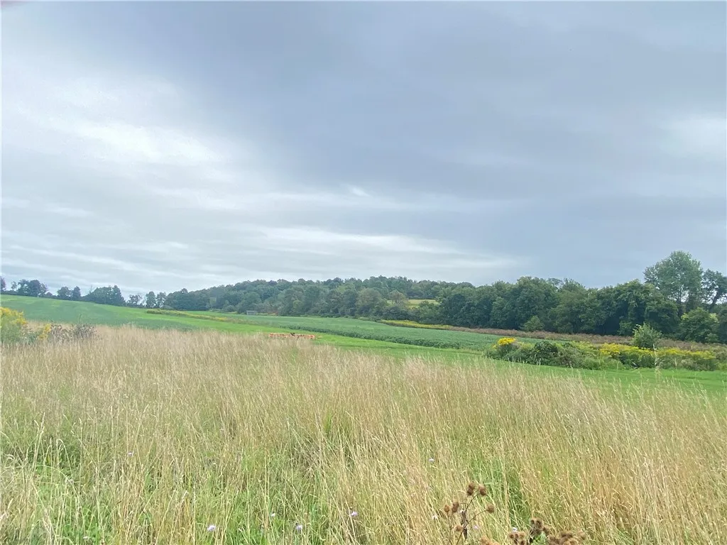 Views from the back yard