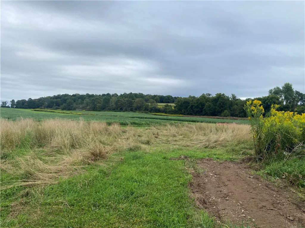 Views from the backyard