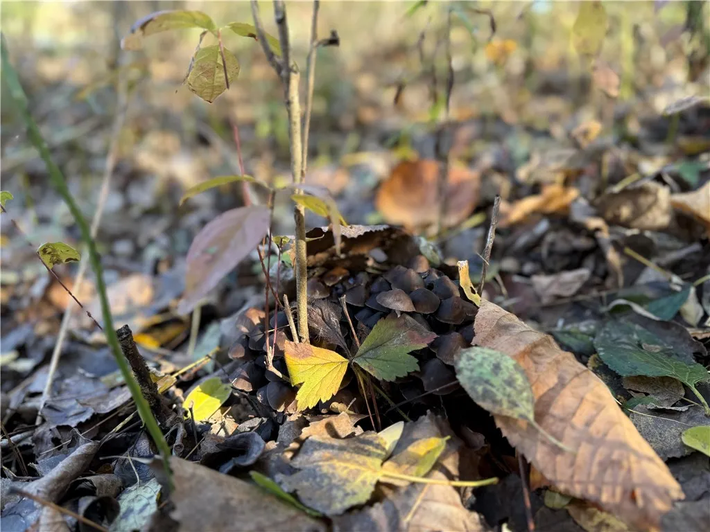 Willowdale Drive, Macedon, New York 14502, Macedon, New York 14502, ,Land,For Sale,Willowdale Drive, Macedon, New York 14502,0,R1649271