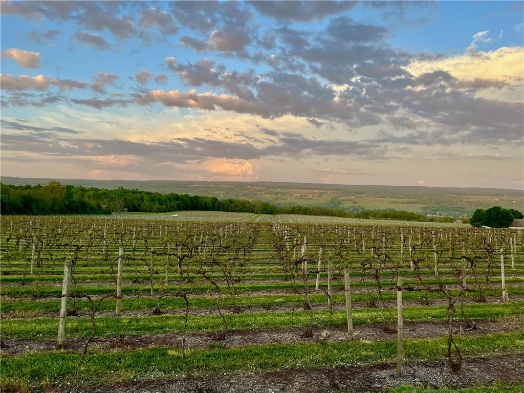 Neat rows of vineyard stretch across the hillside, giving the landscape a well-kept, classic Finger Lakes feel.