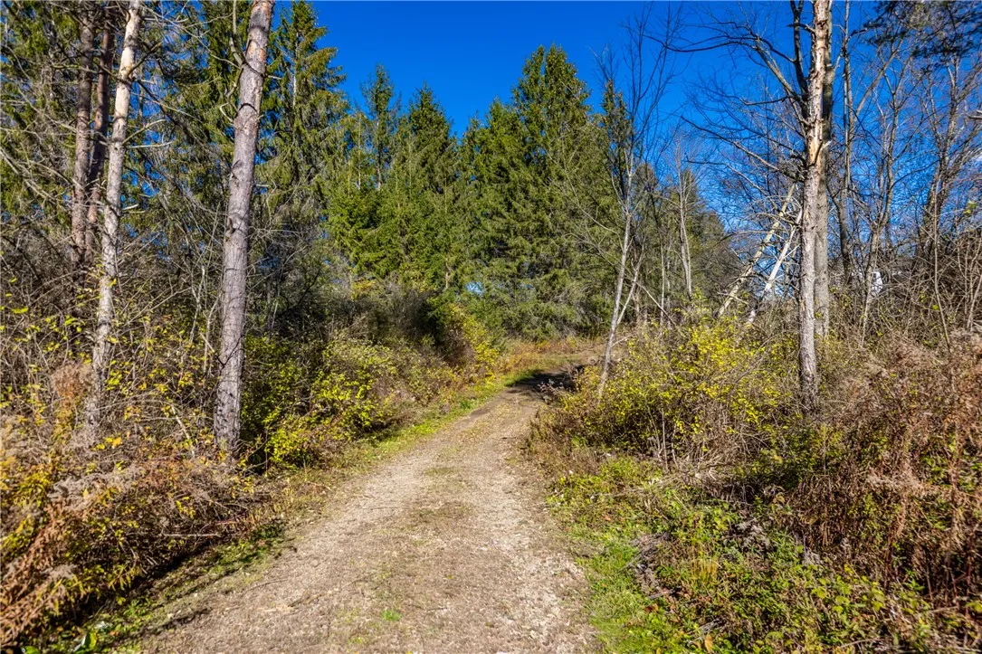 Driveway to sawmill