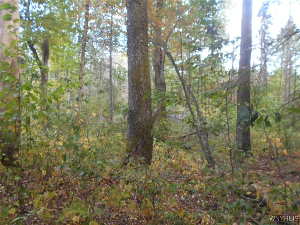 Irish Hill Road, Ellicottville, New York 14731, Ellicottville, New York 14731, ,Land,For Sale,Irish Hill Road, Ellicottville, New York 14731,0,B1646644