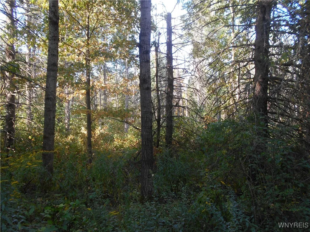 Irish Hill Road, Ellicottville, New York 14731, Ellicottville, New York 14731, ,Land,For Sale,Irish Hill Road, Ellicottville, New York 14731,0,B1646644