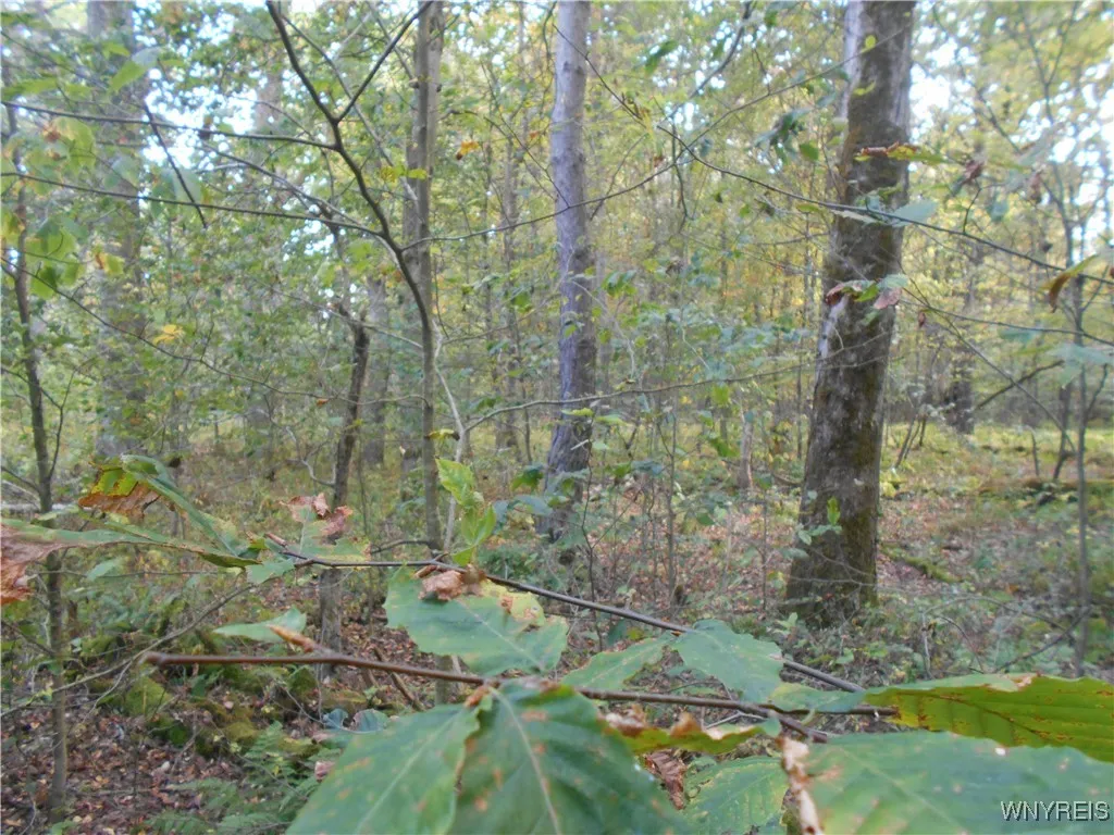 Irish Hill Road, Ellicottville, New York 14731, Ellicottville, New York 14731, ,Land,For Sale,Irish Hill Road, Ellicottville, New York 14731,0,B1646644