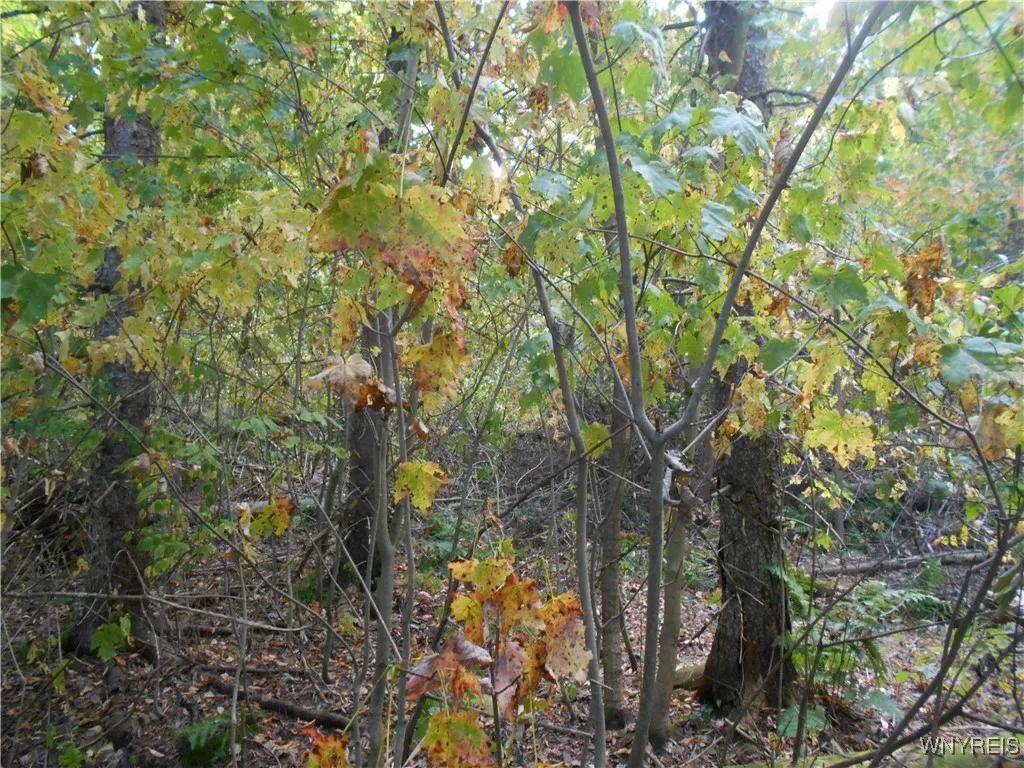 Irish Hill Road, Ellicottville, New York 14731, Ellicottville, New York 14731, ,Land,For Sale,Irish Hill Road, Ellicottville, New York 14731,0,B1646644