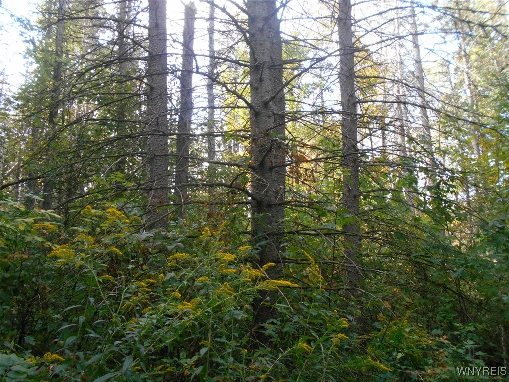 Irish Hill Road, Ellicottville, New York 14731, Ellicottville, New York 14731, ,Land,For Sale,Irish Hill Road, Ellicottville, New York 14731,0,B1646644
