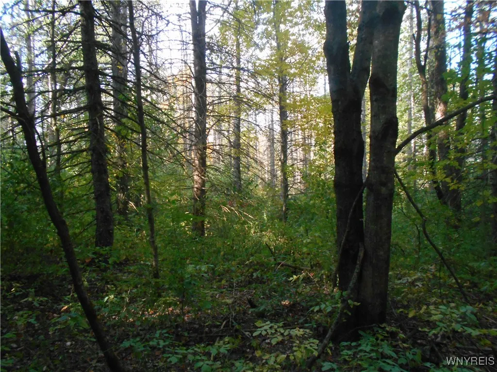 Irish Hill Road, Ellicottville, New York 14731, Ellicottville, New York 14731, ,Land,For Sale,Irish Hill Road, Ellicottville, New York 14731,0,B1646644