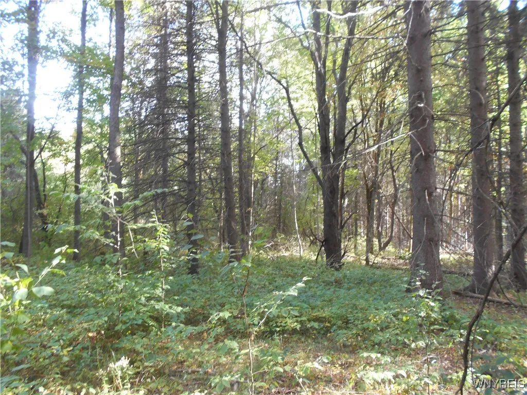 Irish Hill Road, Ellicottville, New York 14731, Ellicottville, New York 14731, ,Land,For Sale,Irish Hill Road, Ellicottville, New York 14731,0,B1646644