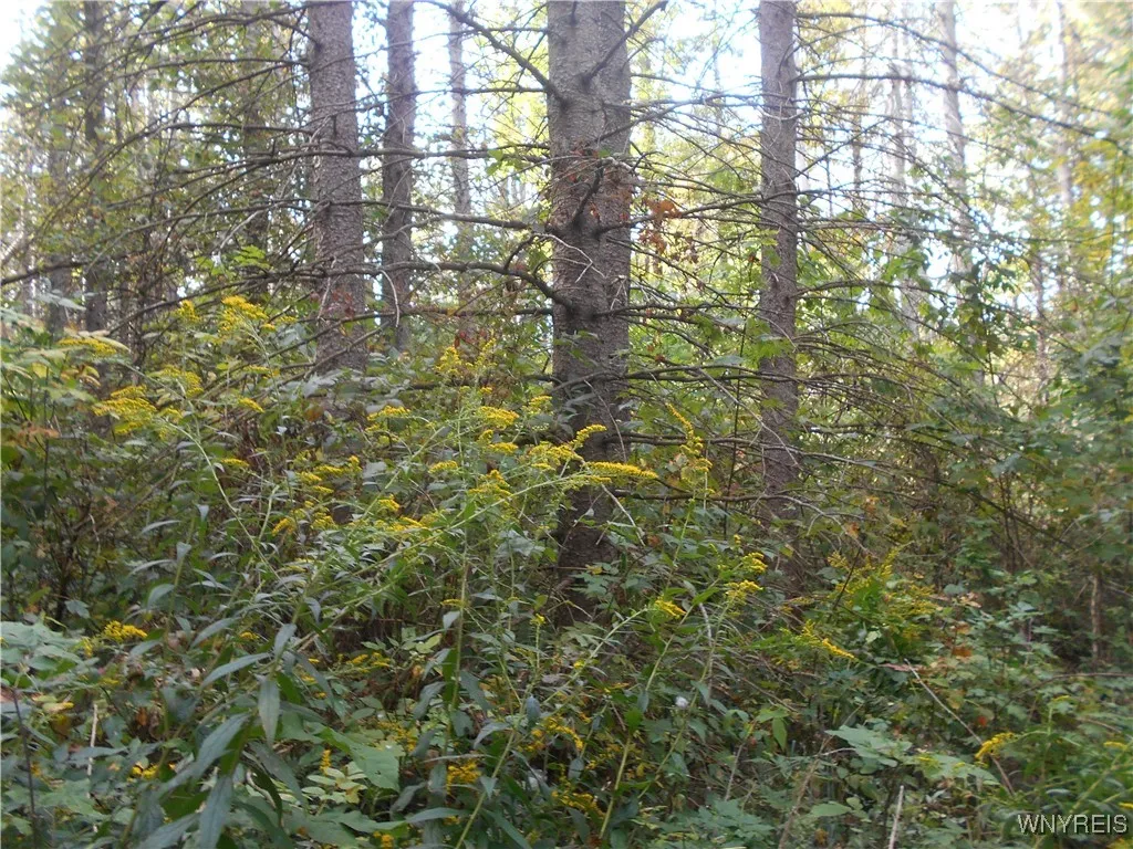 Irish Hill Road, Ellicottville, New York 14731, Ellicottville, New York 14731, ,Land,For Sale,Irish Hill Road, Ellicottville, New York 14731,0,B1646644