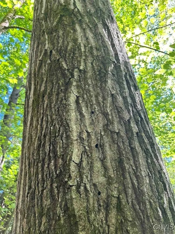 360 Ives Hill Road, Afton, New York 13730, Afton, New York 13730, ,Land,For Sale,360 Ives Hill Road, Afton, New York 13730,0,S1650736