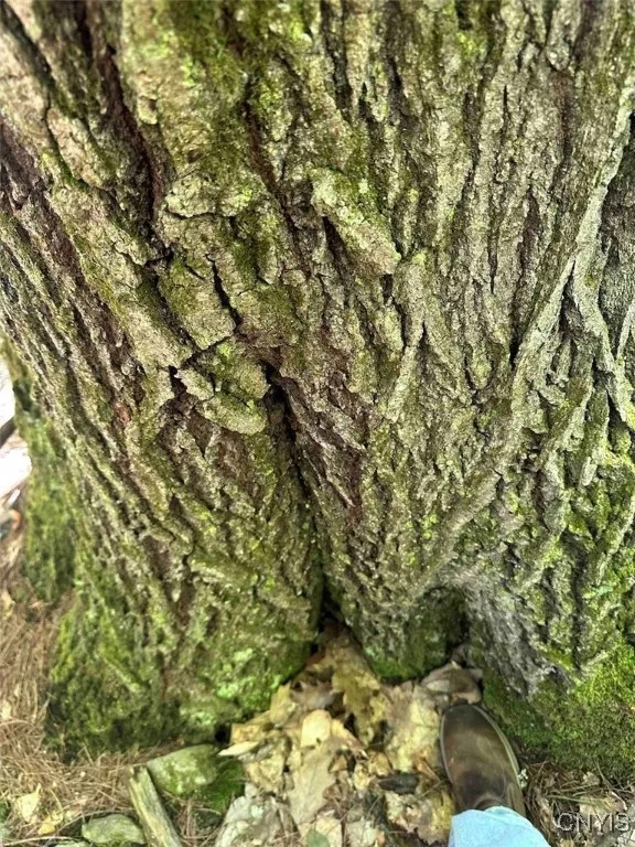 360 Ives Hill Road, Afton, New York 13730, Afton, New York 13730, ,Land,For Sale,360 Ives Hill Road, Afton, New York 13730,0,S1650736