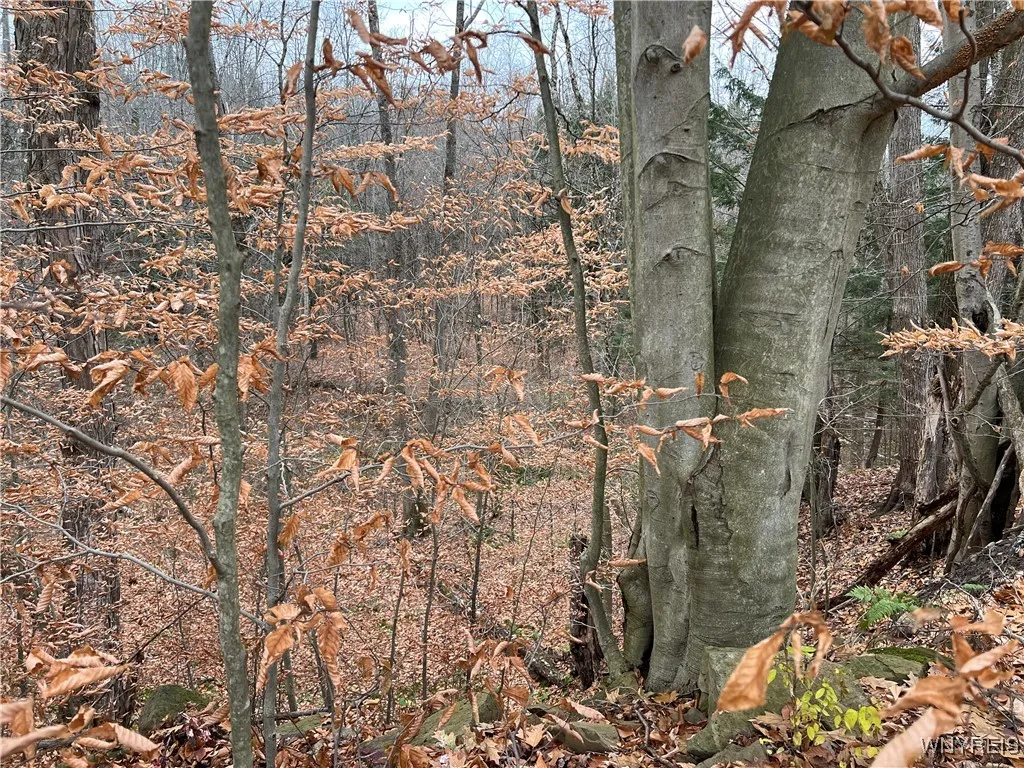 Feathers Creek Road, Amity, New York 14813, Amity, New York 14813, ,Land,For Sale,Feathers Creek Road, Amity, New York 14813,0,B1651106