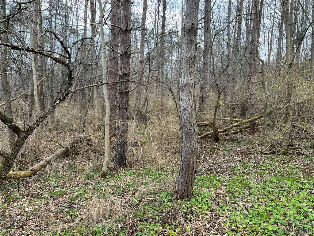 Feathers Creek Road, Amity, New York 14813, Amity, New York 14813, ,Land,For Sale,Feathers Creek Road, Amity, New York 14813,0,B1651106