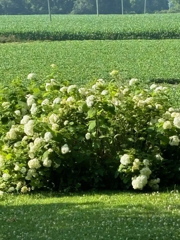 3214 State Route 8, Bridgewater, New York 13313, Bridgewater, New York 13313, 2 Bedrooms Bedrooms, 8 Rooms Rooms,1 BathroomBathrooms,Residential,For Sale,3214 State Route 8, Bridgewater, New York 13313,0,R1651428