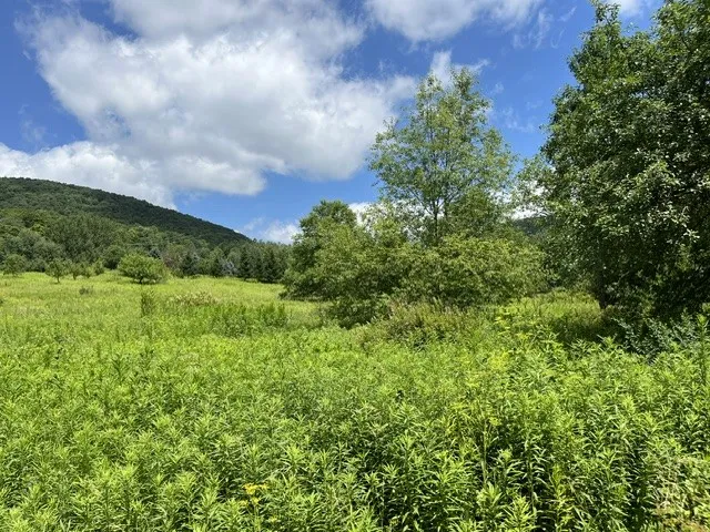 Narrow Notch Road, Stamford, New York 12167, Stamford, New York 12167, ,Land,For Sale,Narrow Notch Road, Stamford, New York 12167,0,R1661368
