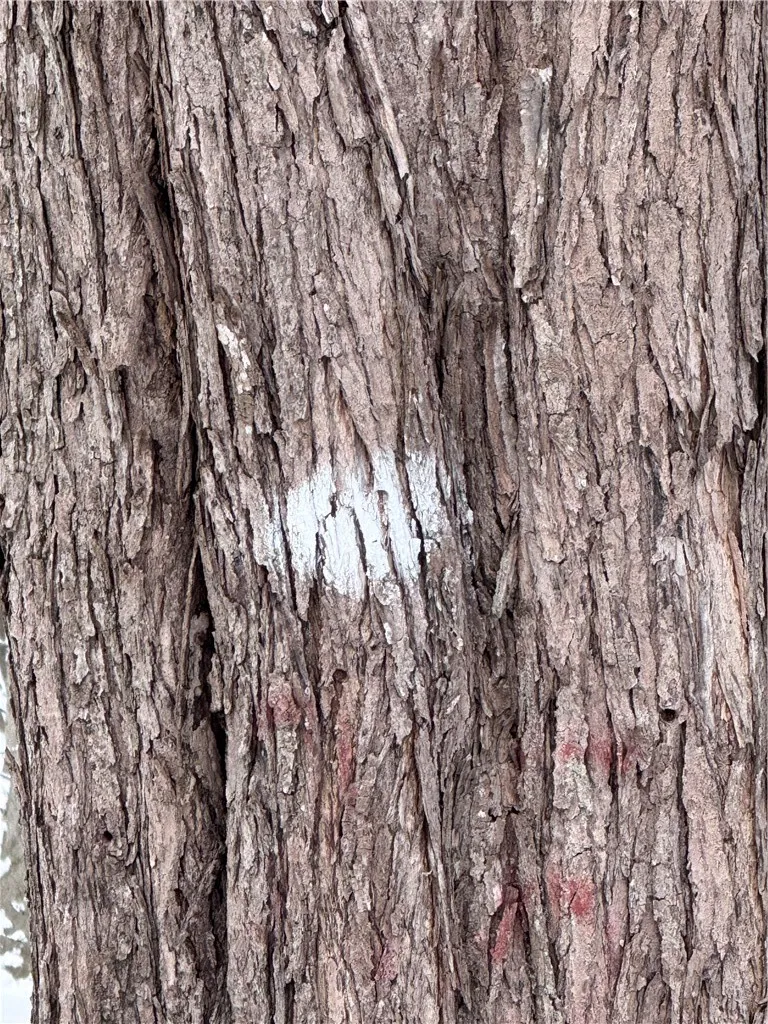 Maple trees