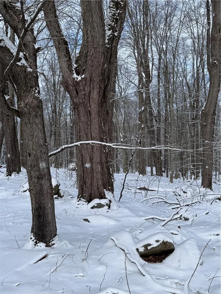 White dotted trees are maple trees for tapping