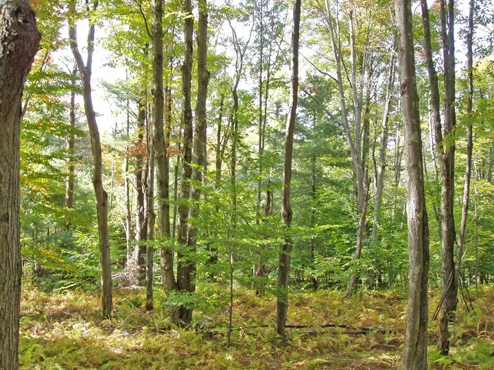 Timberland Drive, Andes, New York 13731, Andes, New York 13731, ,Land,For Sale,Timberland Drive, Andes, New York 13731,0,R1661515 Timberland Drive, Andes, New York 13731, Andes, New York 13731, ,Land,For Sale,Timberland Drive, Andes, New York 13731,0,R1661515