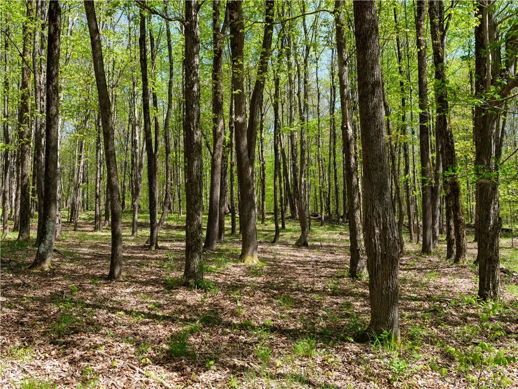 Sanly Road, Franklin, New York 13839, Franklin, New York 13839, ,Land,For Sale,Sanly Road, Franklin, New York 13839,0,R1690506