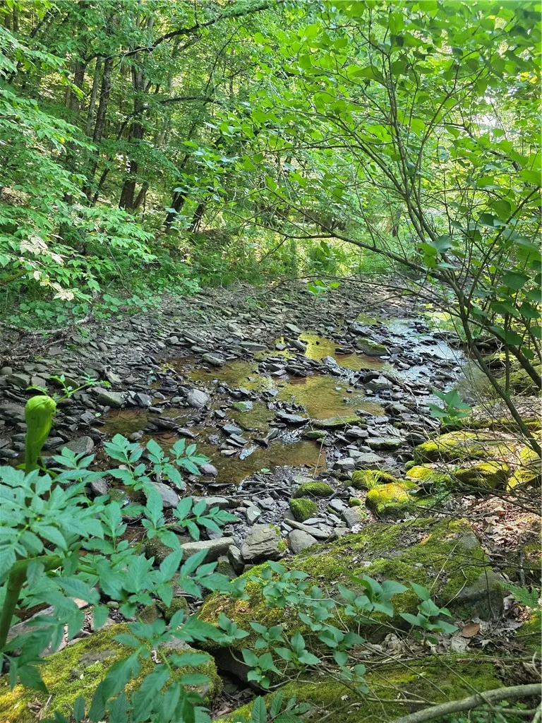 Creek in backyard