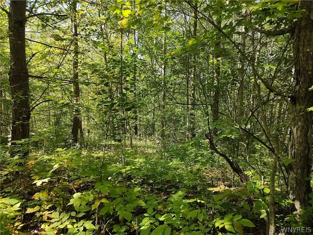 0 Dutch Hill Rd, Ashford, New York 14171, Ashford, New York 14171, ,Land,For Sale,0 Dutch Hill Rd, Ashford, New York 14171,0,B1717698