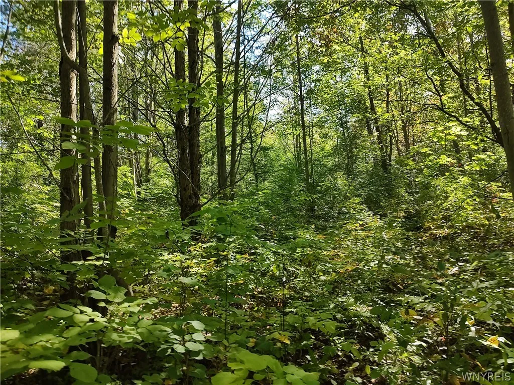 0 Dutch Hill Rd, Ashford, New York 14171, Ashford, New York 14171, ,Land,For Sale,0 Dutch Hill Rd, Ashford, New York 14171,0,B1717698