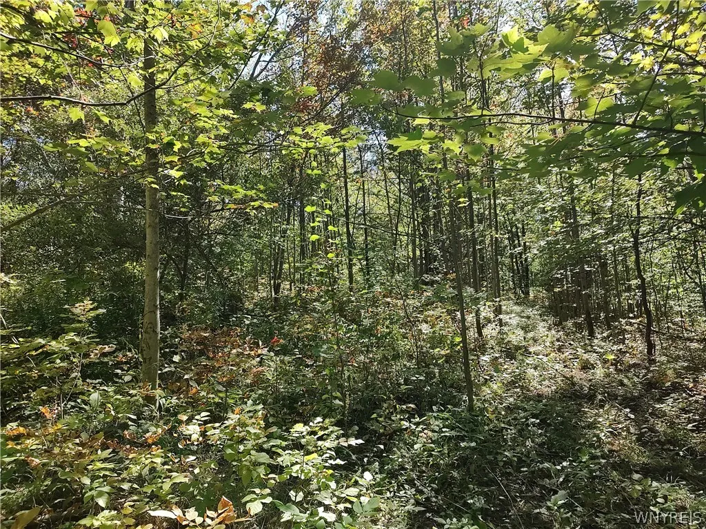 0 Dutch Hill Rd, Ashford, New York 14171, Ashford, New York 14171, ,Land,For Sale,0 Dutch Hill Rd, Ashford, New York 14171,0,B1717698