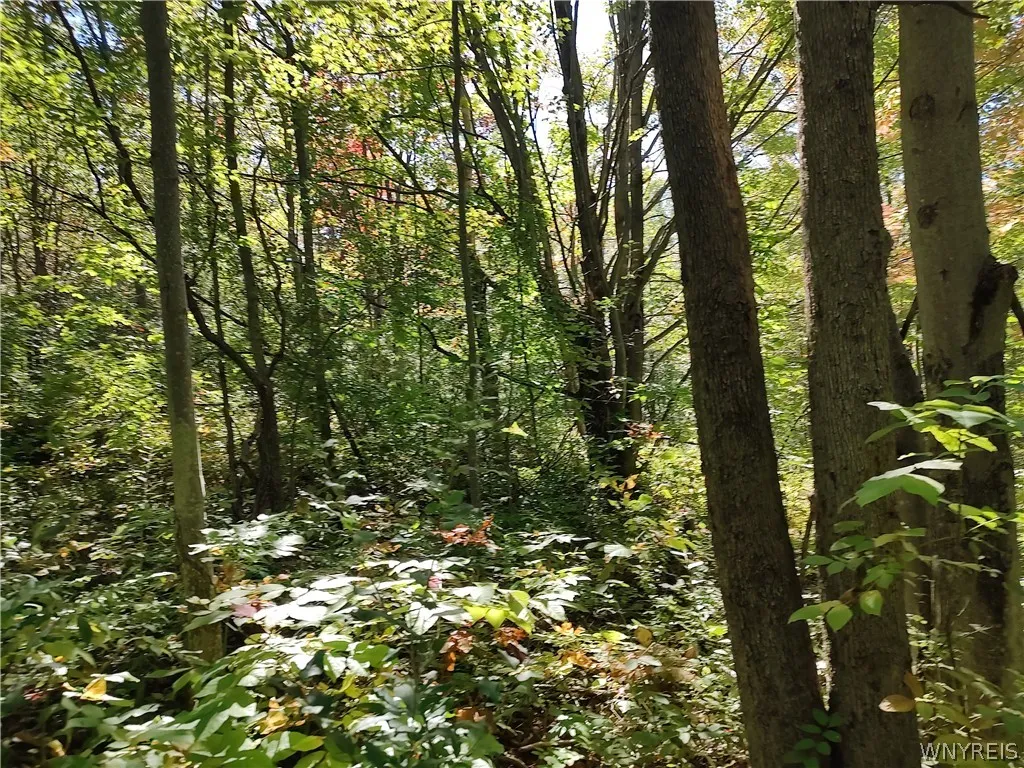 0 Dutch Hill Rd, Ashford, New York 14171, Ashford, New York 14171, ,Land,For Sale,0 Dutch Hill Rd, Ashford, New York 14171,0,B1717698
