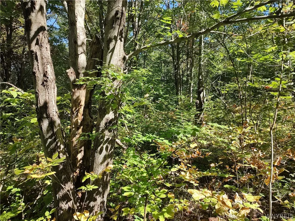 0 Dutch Hill Rd, Ashford, New York 14171, Ashford, New York 14171, ,Land,For Sale,0 Dutch Hill Rd, Ashford, New York 14171,0,B1717698