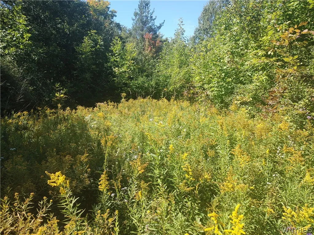 0 Dutch Hill Rd, Ashford, New York 14171, Ashford, New York 14171, ,Land,For Sale,0 Dutch Hill Rd, Ashford, New York 14171,0,B1717698