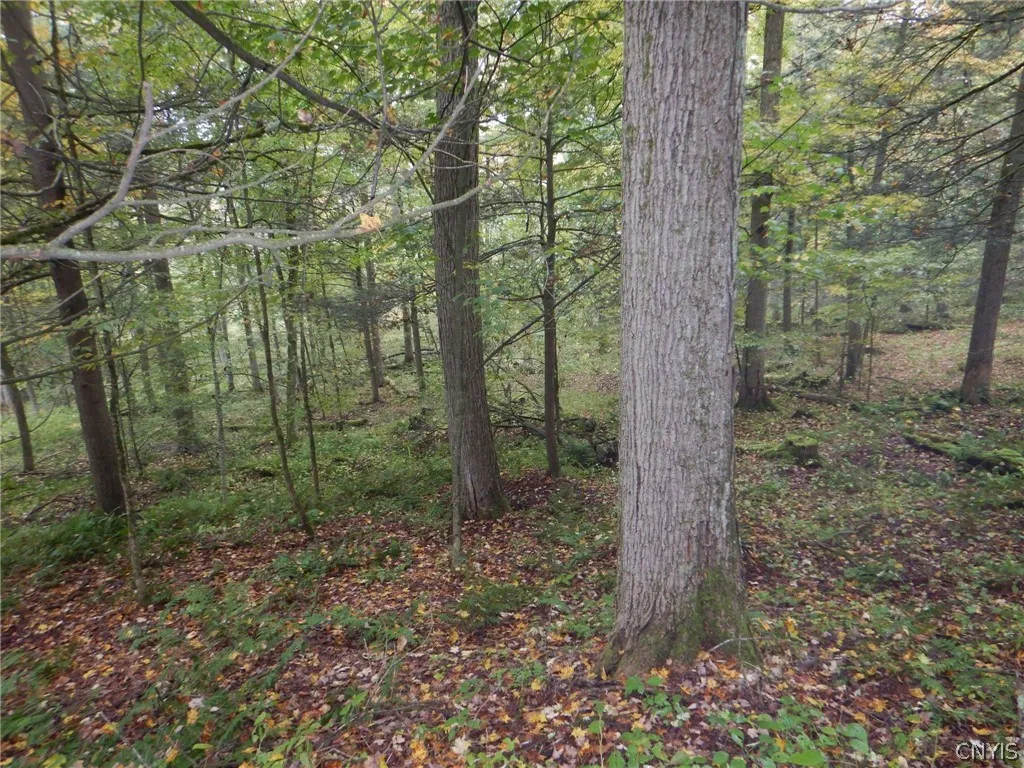 Flanders Hill, Windsor, New York 13865, Windsor, New York 13865, ,Land,For Sale,Flanders Hill, Windsor, New York 13865,0,S1718670