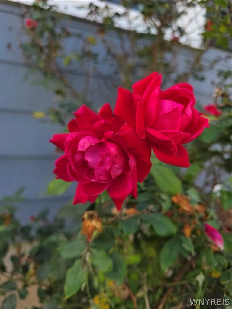 Front roses in bloom